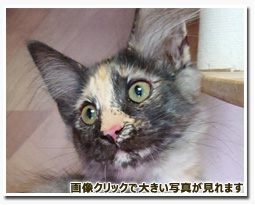 ノルウェージャンフォレストキャット