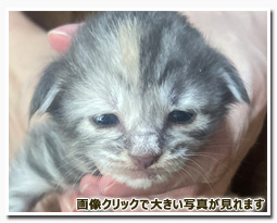 ノルウェージャンフォレストキャット