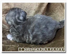 ノルウェージャンフォレストキャット