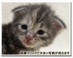 ノルウェージャンフォレストキャット