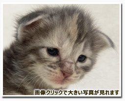 ノルウェージャンフォレストキャット