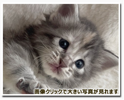 ノルウェージャンフォレストキャット