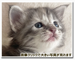 ノルウェージャンフォレストキャット