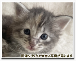 ノルウェージャンフォレストキャット