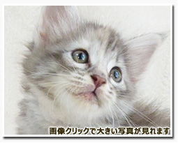 ノルウェージャンフォレストキャット