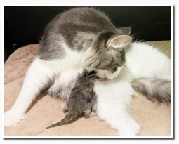 ノルウェージャンフォレストキャット