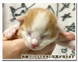 ノルウェージャンフォレストキャット