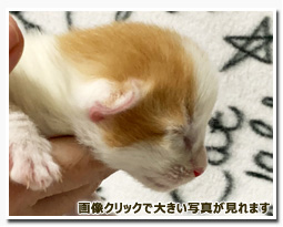 ノルウェージャンフォレストキャット