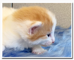 ノルウェージャンフォレストキャット