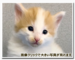 ノルウェージャンフォレストキャット