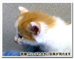 ノルウェージャンフォレストキャット