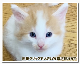 ノルウェージャンフォレストキャット