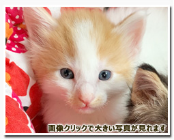 ノルウェージャンフォレストキャット