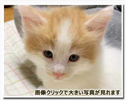 ノルウェージャンフォレストキャット