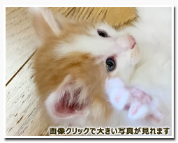 ノルウェージャンフォレストキャット