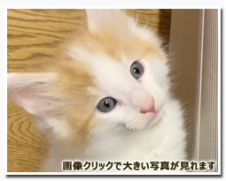 ノルウェージャンフォレストキャット