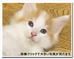 ノルウェージャンフォレストキャット