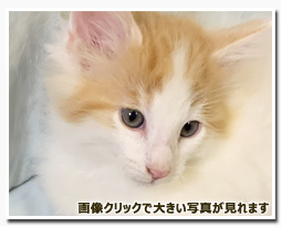 ノルウェージャンフォレストキャット