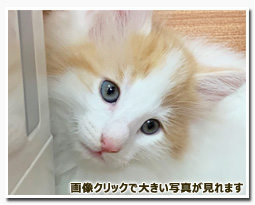 ノルウェージャンフォレストキャット