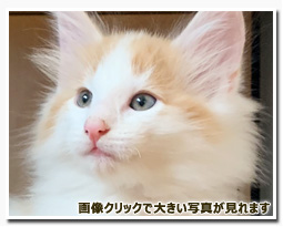 ノルウェージャンフォレストキャット