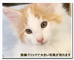 ノルウェージャンフォレストキャット