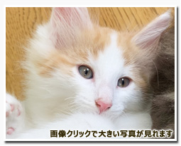 ノルウェージャンフォレストキャット