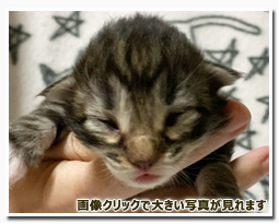 ノルウェージャンフォレストキャット