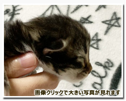 ノルウェージャンフォレストキャット