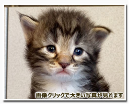 ノルウェージャンフォレストキャット