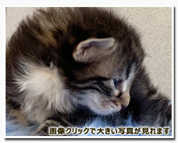 ノルウェージャンフォレストキャット