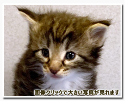 ノルウェージャンフォレストキャット