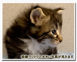 ノルウェージャンフォレストキャット