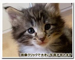 ノルウェージャンフォレストキャット