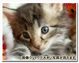 ノルウェージャンフォレストキャット