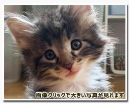 ノルウェージャンフォレストキャット