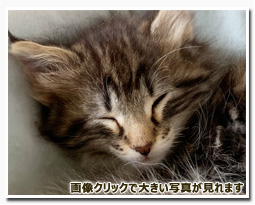 ノルウェージャンフォレストキャット