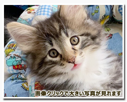 ノルウェージャンフォレストキャット