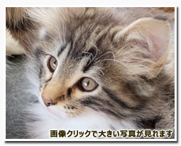 ノルウェージャンフォレストキャット