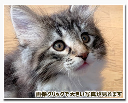 ノルウェージャンフォレストキャット