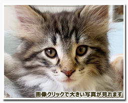 ノルウェージャンフォレストキャット