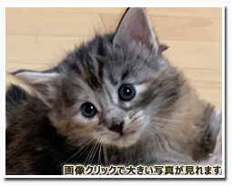 ノルウェージャンフォレストキャット