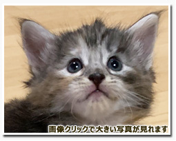 ノルウェージャンフォレストキャット