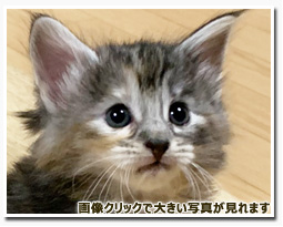 ノルウェージャンフォレストキャット