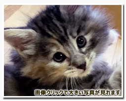 ノルウェージャンフォレストキャット