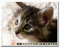 ノルウェージャンフォレストキャット