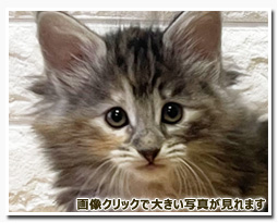 ノルウェージャンフォレストキャット