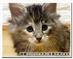 ノルウェージャンフォレストキャット