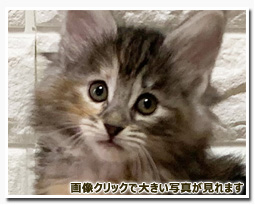 ノルウェージャンフォレストキャット