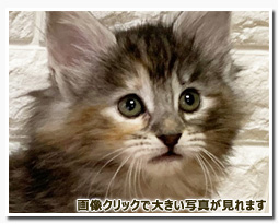 ノルウェージャンフォレストキャット