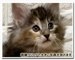 ノルウェージャンフォレストキャット